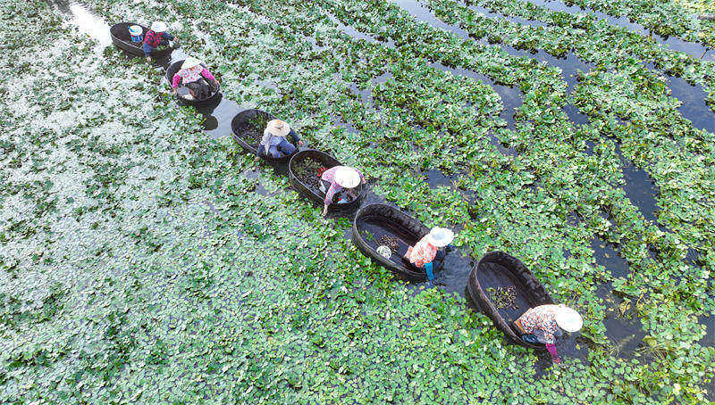 La cueillette des chataignes d'eau bat son plein dans le Zhejiang 