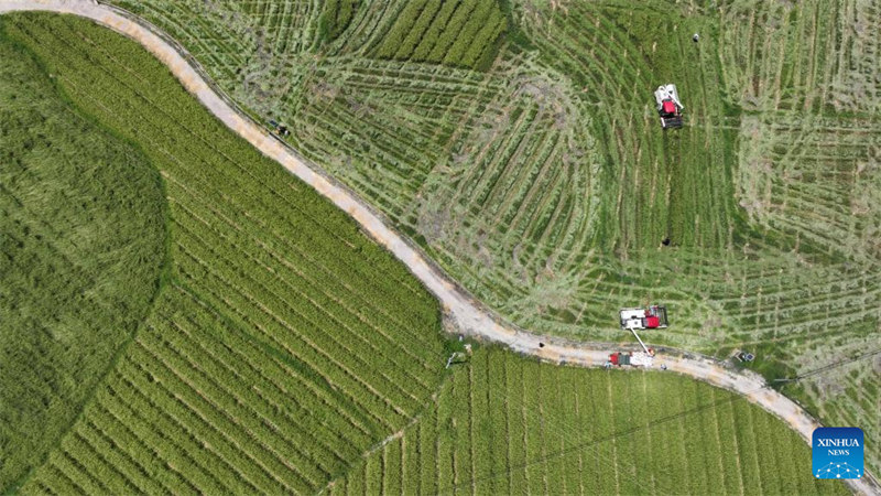 Guizhou : la récolte de semences de riz hybride à Qiandongnan