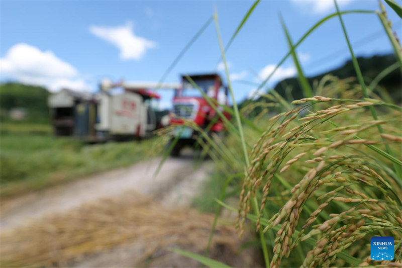 Guizhou : la récolte de semences de riz hybride à Qiandongnan