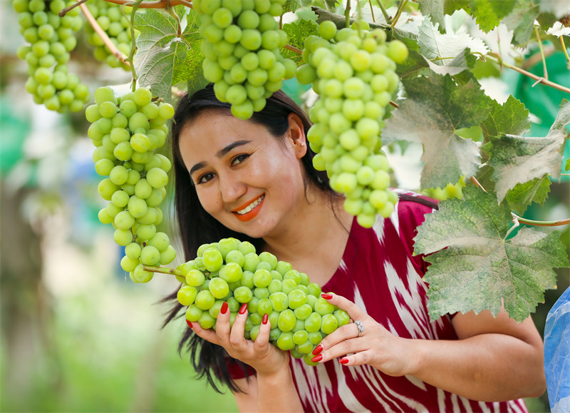 Xinjiang : les raisins m?rs sont prêts pour la cueillette