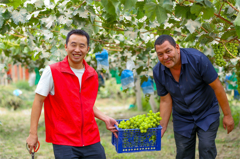 Xinjiang : les raisins m?rs sont prêts pour la cueillette