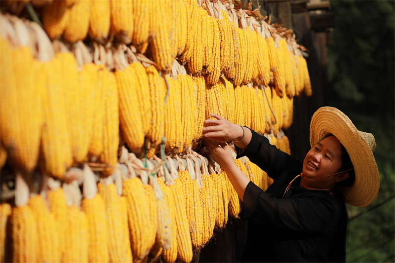 Des images colorées du séchage des cultures en automne sur le plateau du Guizhou