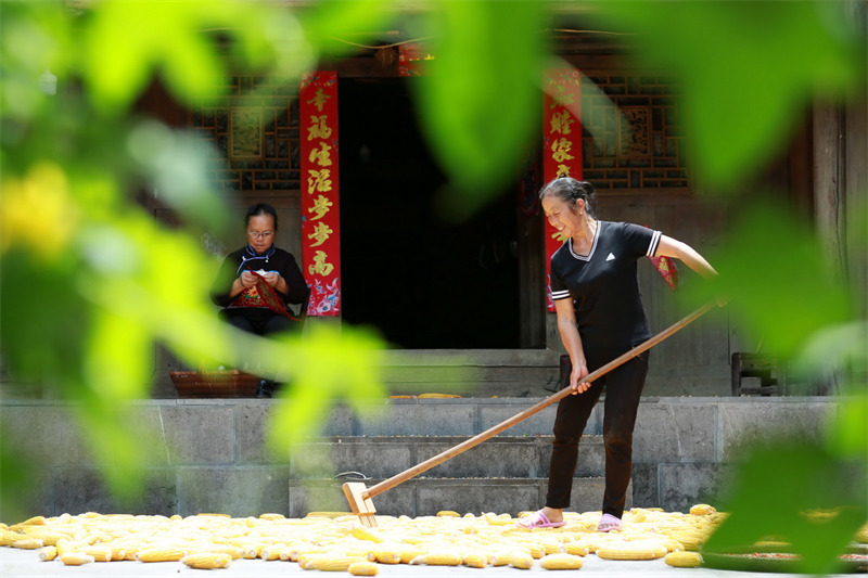 Des images colorées du séchage des cultures en automne sur le plateau du Guizhou