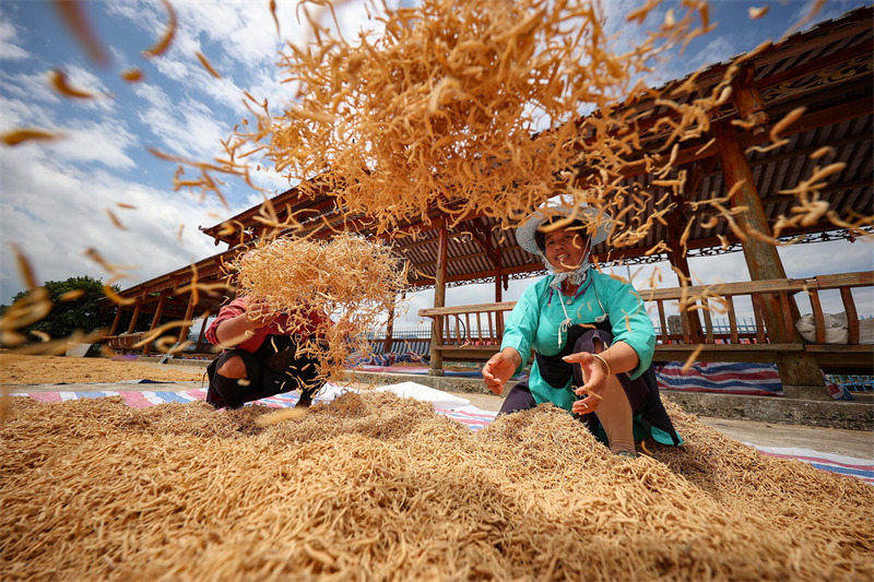 Des images colorées du séchage des cultures en automne sur le plateau du Guizhou