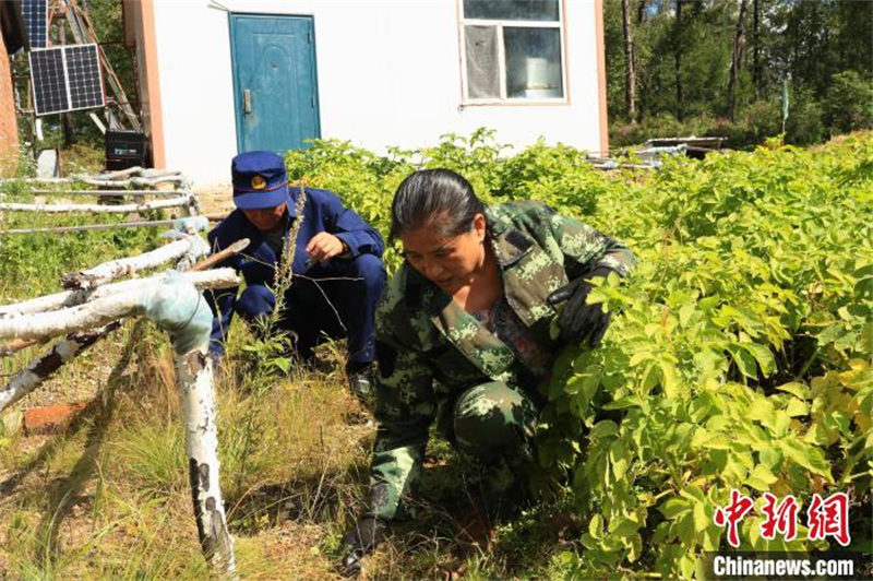 Mongolie intérieure : un couple de guetteurs garde 470 000 mu de forêt