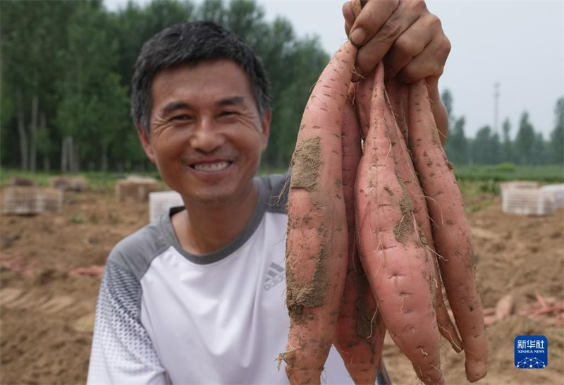 Hebei : une récolte de patates douces fra?ches occupée