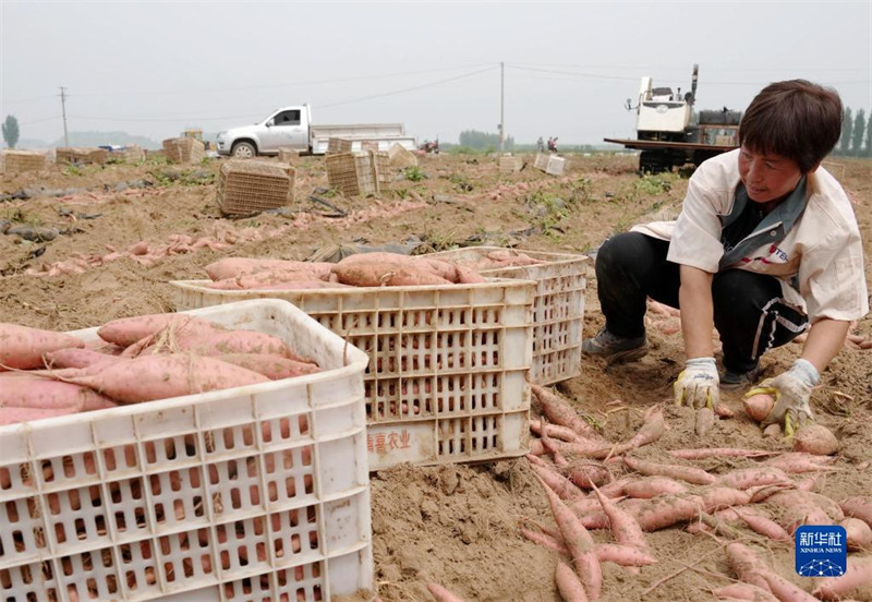 Hebei : une récolte de patates douces fra?ches occupée