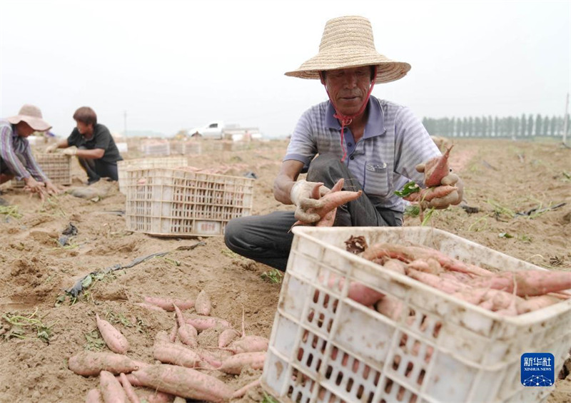 Hebei : une récolte de patates douces fra?ches occupée