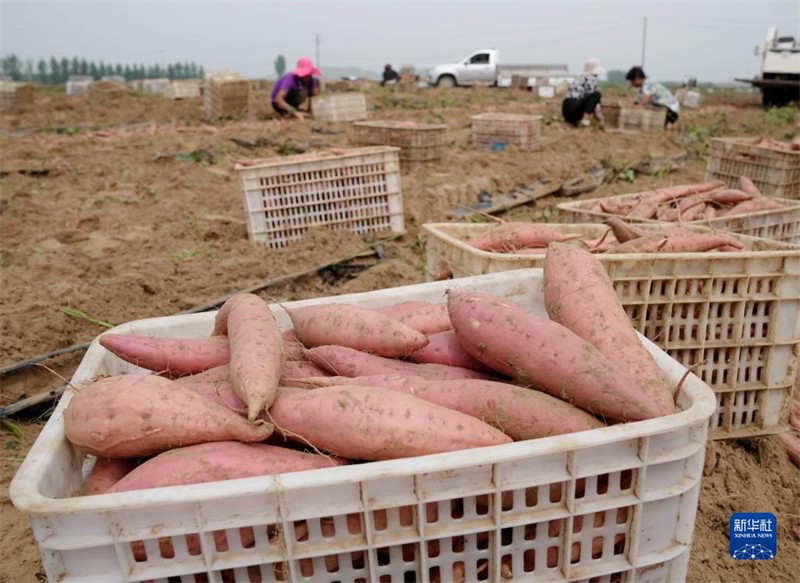 Hebei : une récolte de patates douces fra?ches occupée