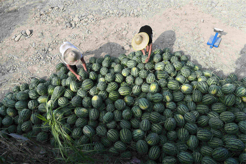 La récolte des pastèques à Rongjiang, dans le Guizhou