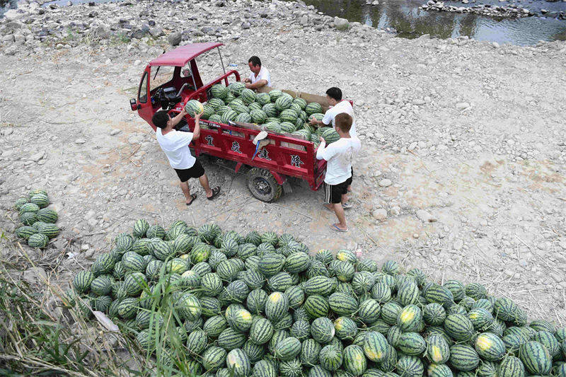 La récolte des pastèques à Rongjiang, dans le Guizhou