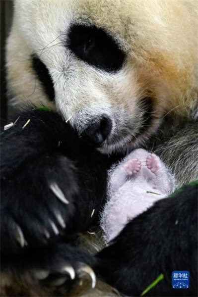 Sichuan : naissance du bébé panda captif le plus lourd du monde à Wolong