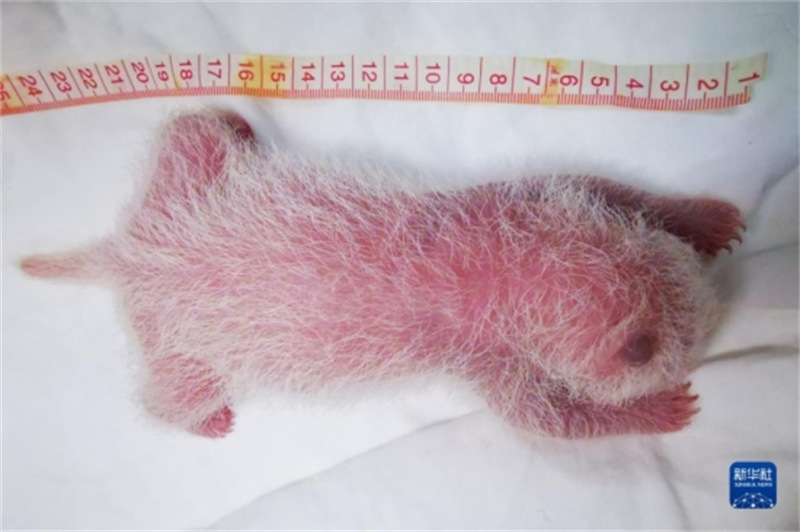 Sichuan : naissance du bébé panda captif le plus lourd du monde à Wolong