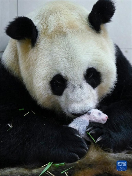 Sichuan : naissance du bébé panda captif le plus lourd du monde à Wolong