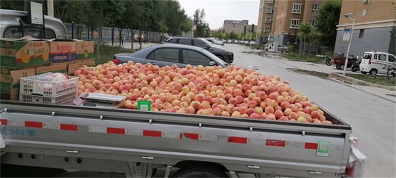 Xinjiang : si douces ! ? Pas d'indélicatesses ? devant un étal de pêches en libre-service