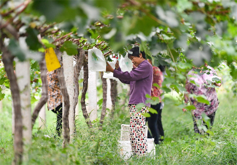 Shaanxi : une riche récolte de raisins au pied des monts Qinling