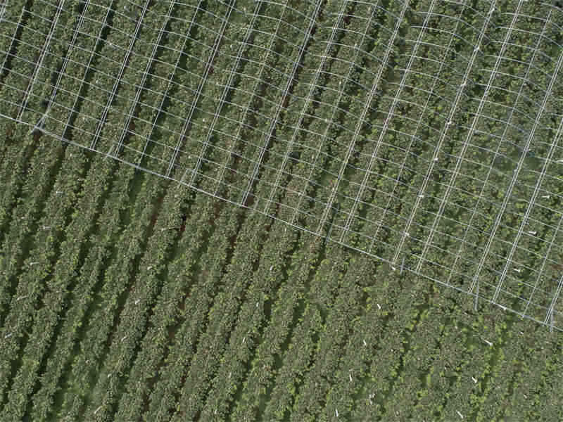 Shaanxi : une riche récolte de raisins au pied des monts Qinling