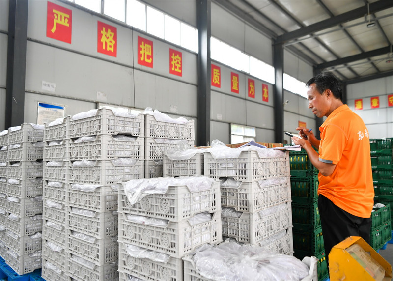 Shaanxi : une riche récolte de raisins au pied des monts Qinling