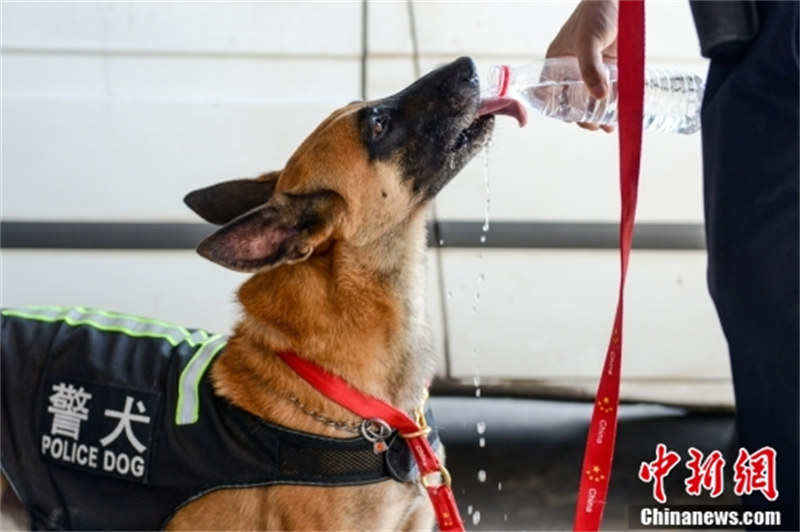 Chongqing : des chiens policiers portant des gilets de refroidissement assurent la sécurité des transports d'été malgré la chaleur continue