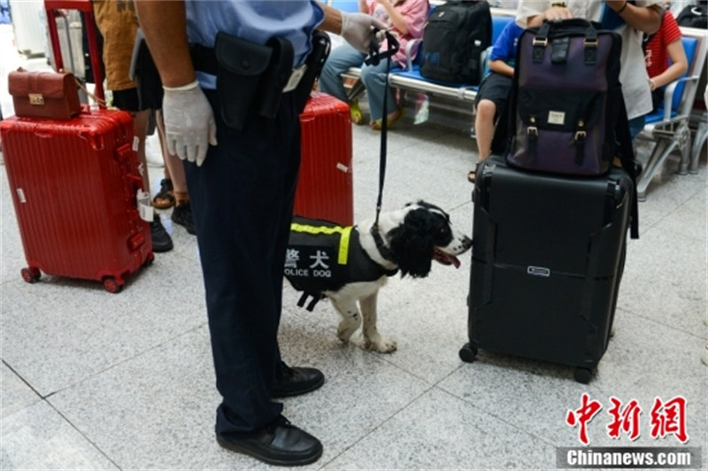 Chongqing : des chiens policiers portant des gilets de refroidissement assurent la sécurité des transports d'été malgré la chaleur continue