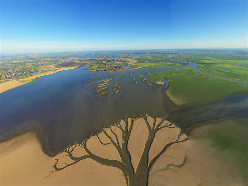 Jiangxi : un paysage naturel d'? arbre de la terre ? appara?t dans le lac Poyang