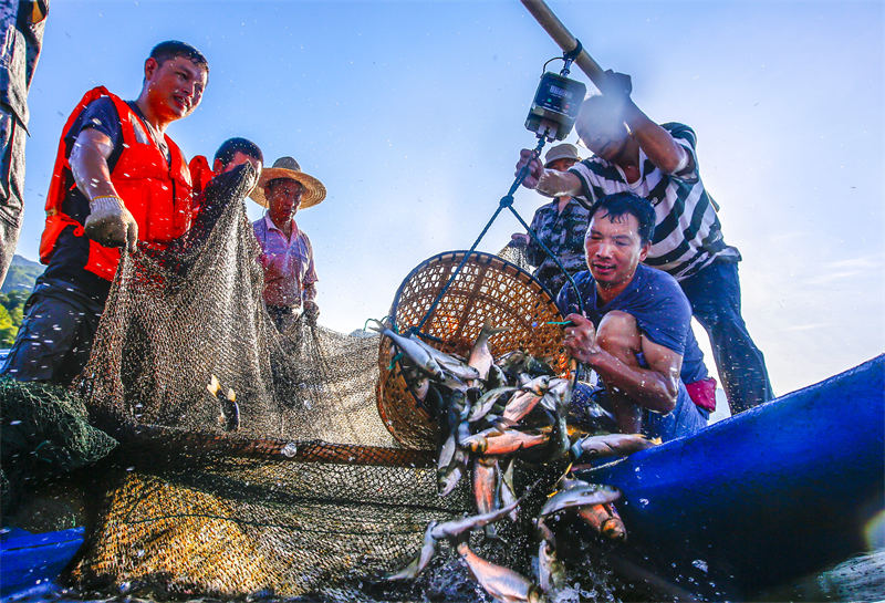 Zhejiang : des alevins de deux ans relachés dans le lac des Mille ?les à Chun'an