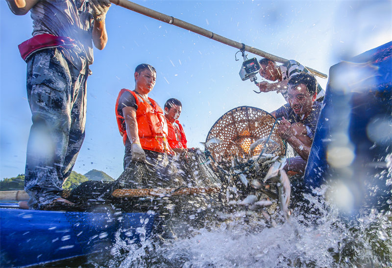 Zhejiang : des alevins de deux ans relachés dans le lac des Mille ?les à Chun'an