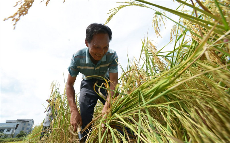 Chine : récolte du riz au Guizhou