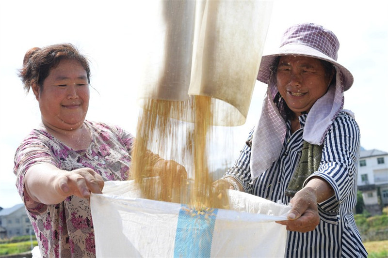 Chine : récolte du riz au Guizhou