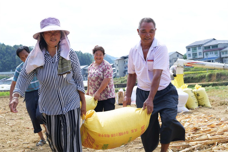 Chine : récolte du riz au Guizhou