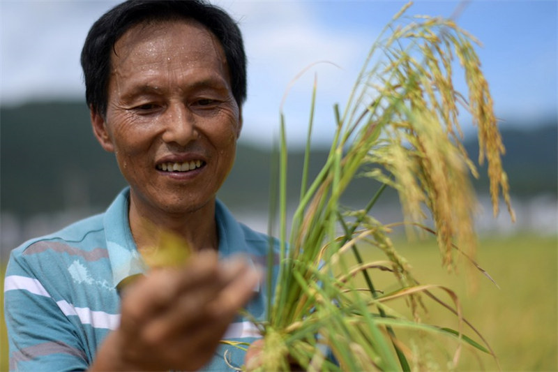 Chine : récolte du riz au Guizhou