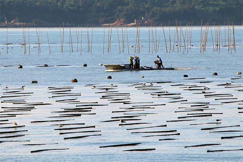 Zhejiang : la culture des algues dans le ? potager marin ? à Yuhuan