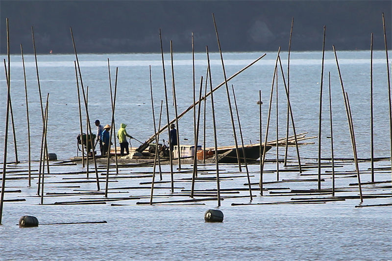 Zhejiang : la culture des algues dans le ? potager marin ? à Yuhuan