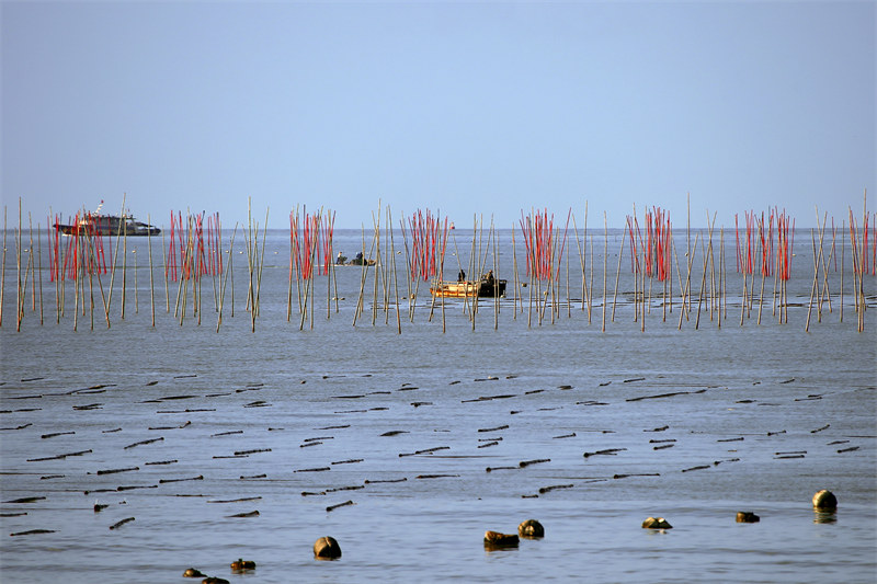 Zhejiang : la culture des algues dans le ? potager marin ? à Yuhuan