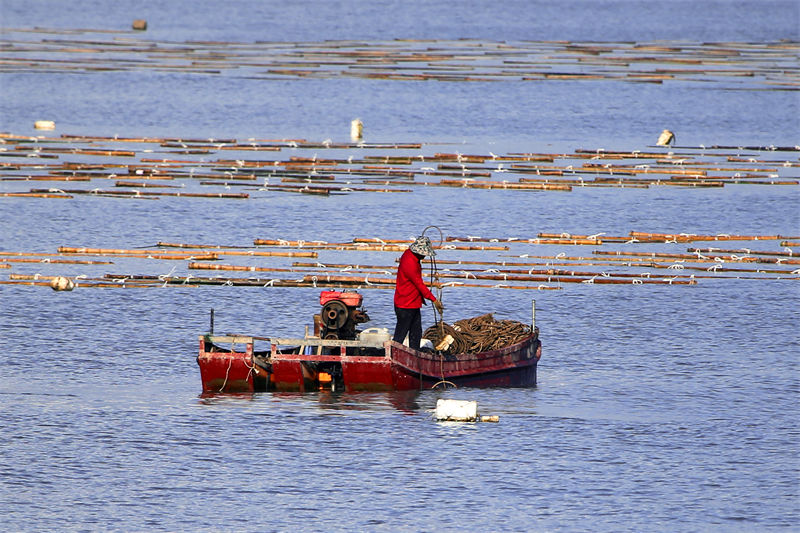 Zhejiang : la culture des algues dans le ? potager marin ? à Yuhuan