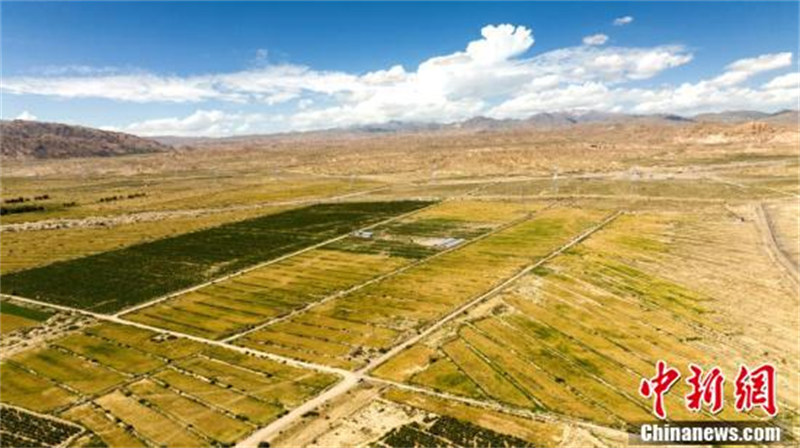 Qinghai : le bassin de Qaidam entre dans la saison dorée de la récolte