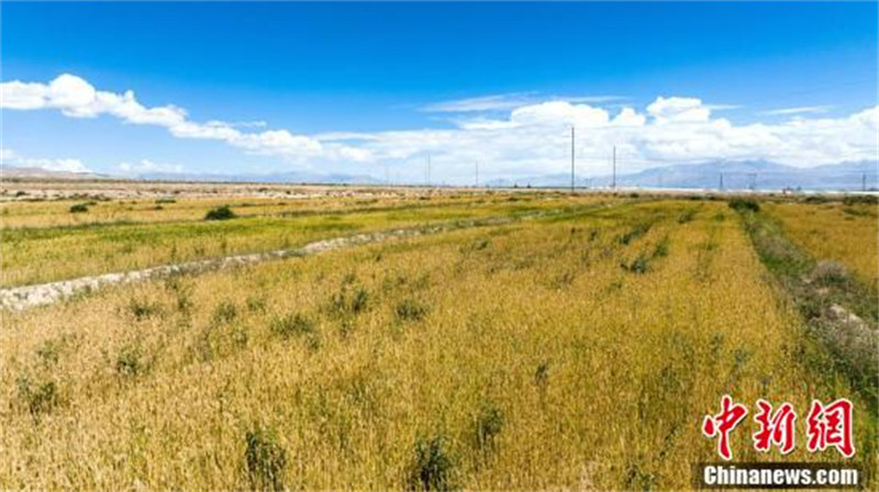 Qinghai : le bassin de Qaidam entre dans la saison dorée de la récolte