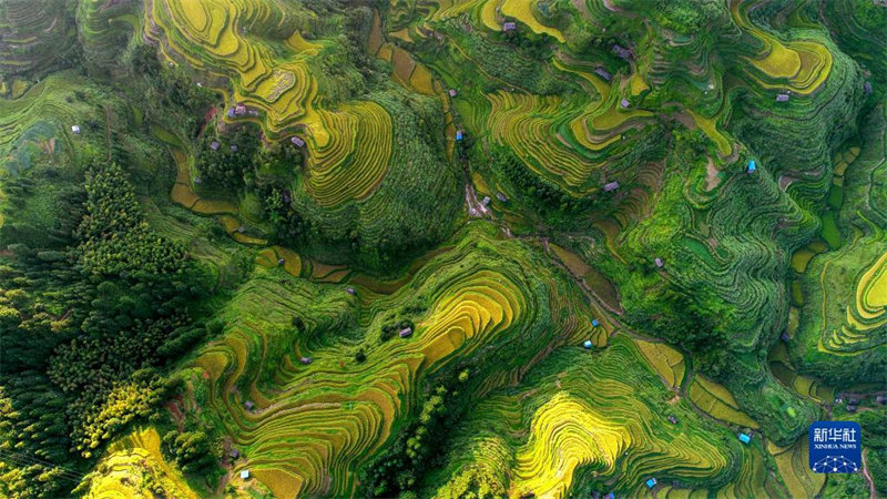 Guizhou: un paysage pittoresque de rizières sur le plateau