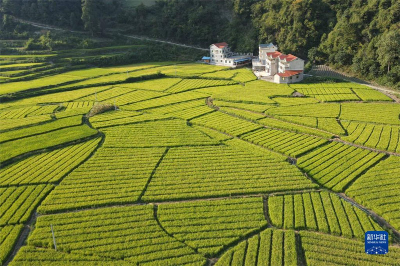 Guizhou: un paysage pittoresque de rizières sur le plateau