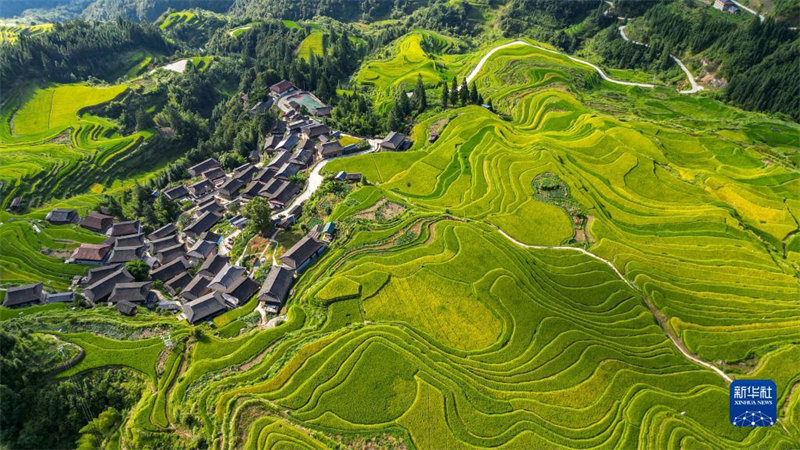 Guizhou: un paysage pittoresque de rizières sur le plateau