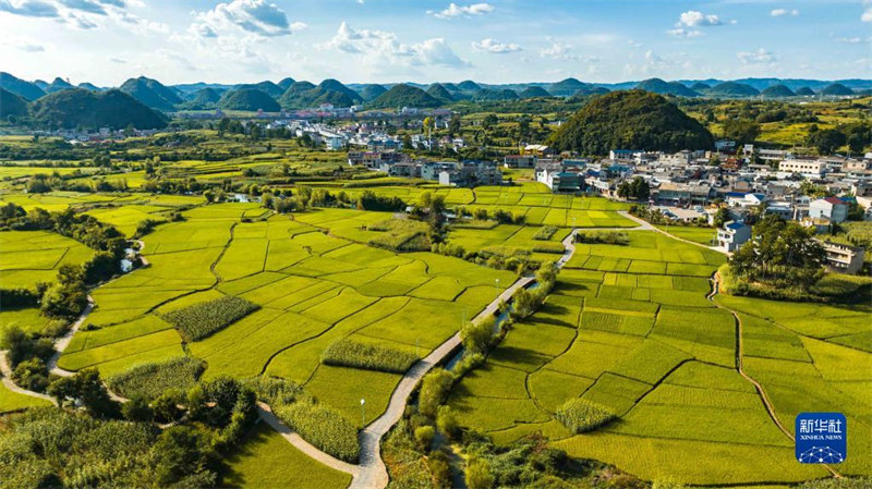 Guizhou: un paysage pittoresque de rizières sur le plateau