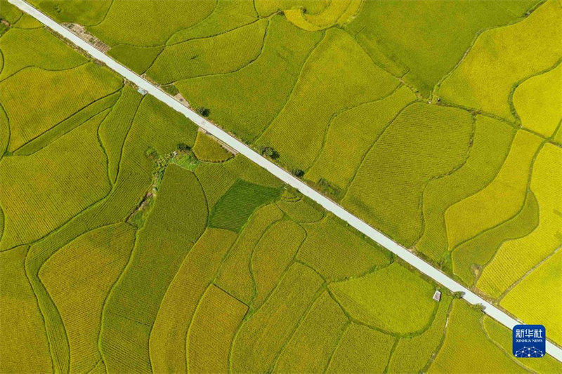 Guizhou: un paysage pittoresque de rizières sur le plateau