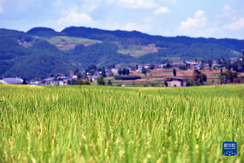 Guizhou: un paysage pittoresque de rizières sur le plateau