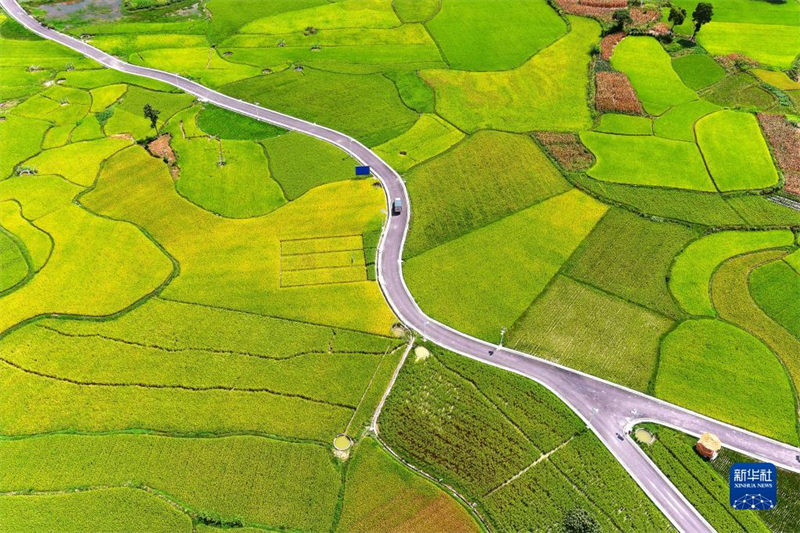 Guizhou: un paysage pittoresque de rizières sur le plateau