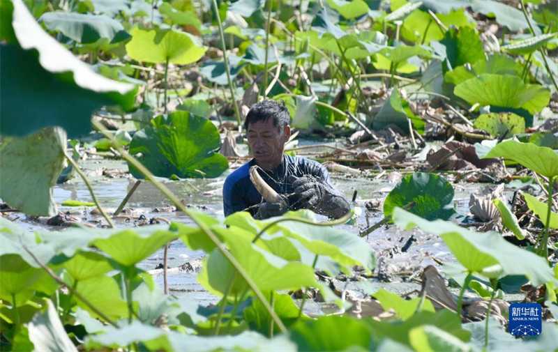 Shandong : la récolte des racines de lotus le long du lac Weishan