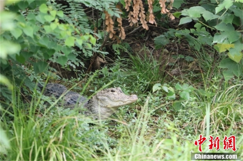 Zhejiang : à la découverte du ? village chinois des alligators ? en approchant le ? fossile vivant ? vieux de centaines de millions d'années à Huzhou