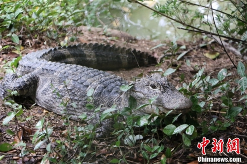 Zhejiang : à la découverte du ? village chinois des alligators ? en approchant le ? fossile vivant ? vieux de centaines de millions d'années à Huzhou