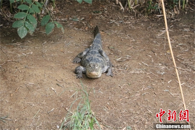 Zhejiang : à la découverte du ? village chinois des alligators ? en approchant le ? fossile vivant ? vieux de centaines de millions d'années à Huzhou