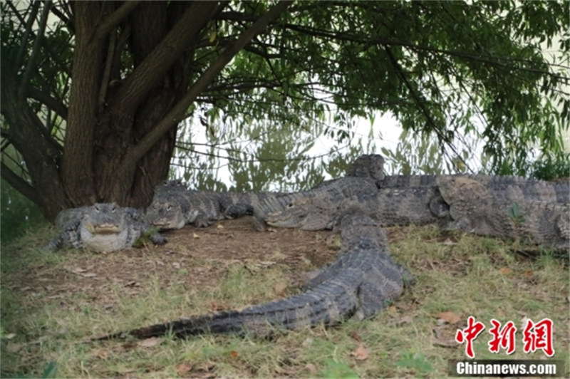 Zhejiang : à la découverte du ? village chinois des alligators ? en approchant le ? fossile vivant ? vieux de centaines de millions d'années à Huzhou