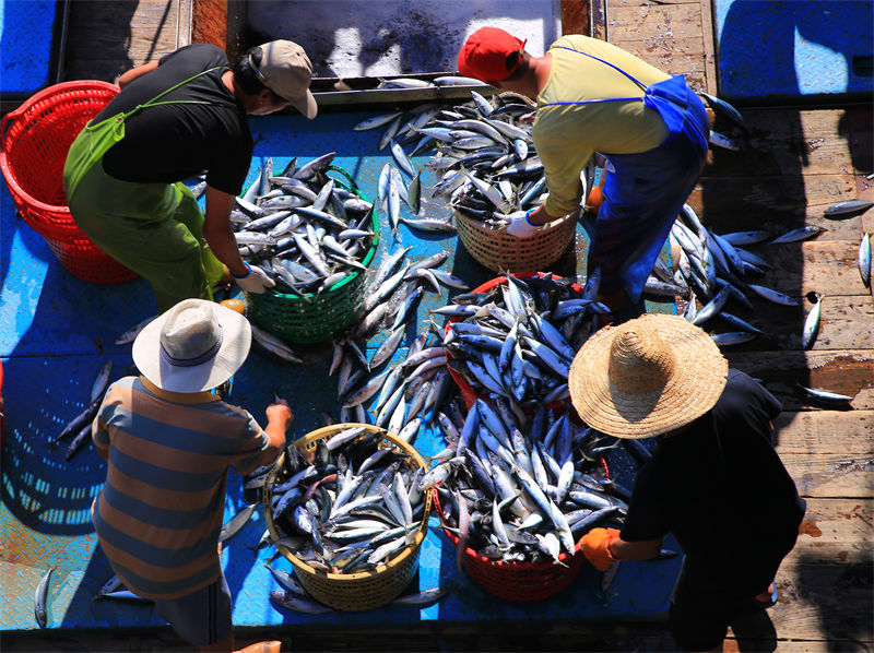 Zhejiang : la grande marée d'automne, une bonne période de récolte pour les pêcheurs de Yuhuan